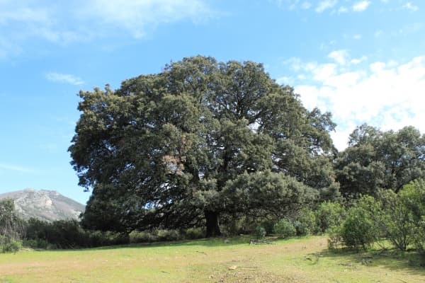 Imágenes de la Encina Milenaria, un árbol monumental en la zona de Los Navalucillos. - Imagen 1