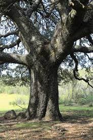 Imágenes de la Encina Milenaria, un árbol monumental en la zona de Los Navalucillos. - Imagen 2