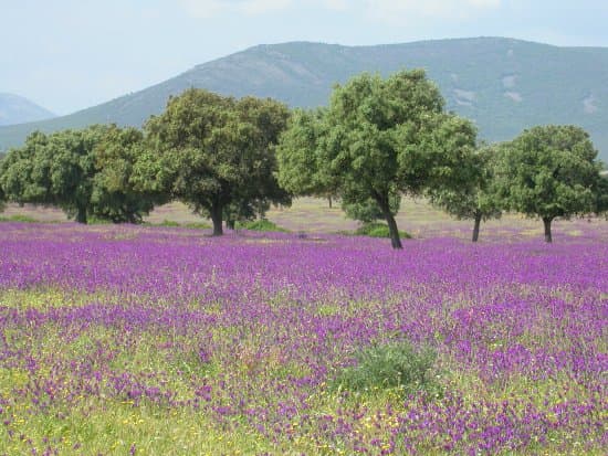Imágenes de la Encina Milenaria, un árbol monumental en la zona de Los Navalucillos. - Imagen 4