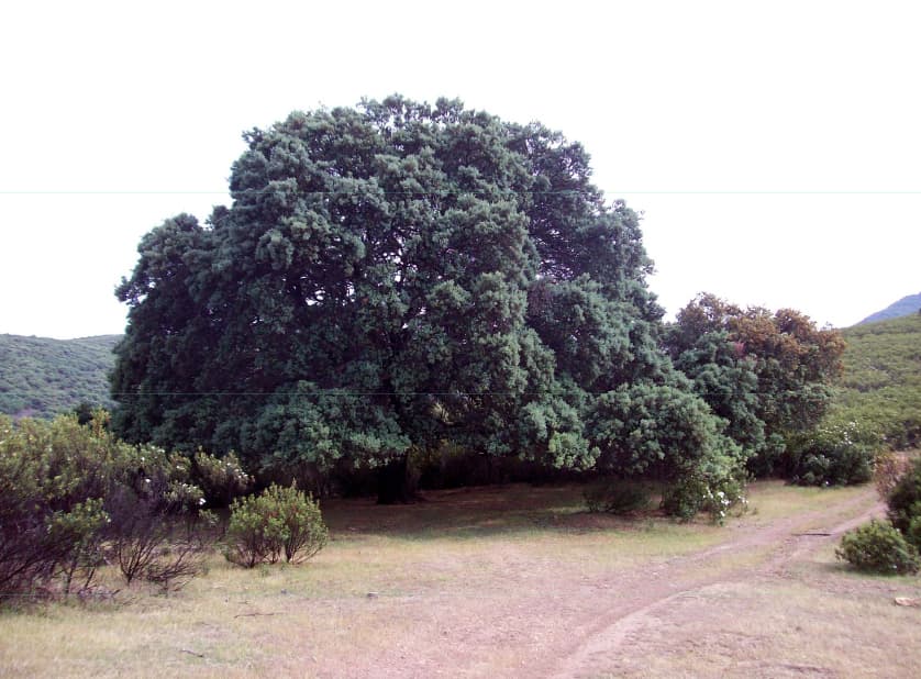 Imágenes de la Encina Milenaria, un árbol monumental en la zona de Los Navalucillos. - Imagen 3